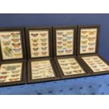 Good set of 8 modern framed and glazed modern prints of butterflies, overall including frame 35 x