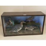 Good quality 19th century display case of taxidermy Woodcock, EIder duck and Kingfisher