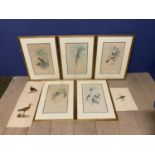 Set of 5 framed and glazed large coloured prints of Humming Birds (condition, some foxing), and
