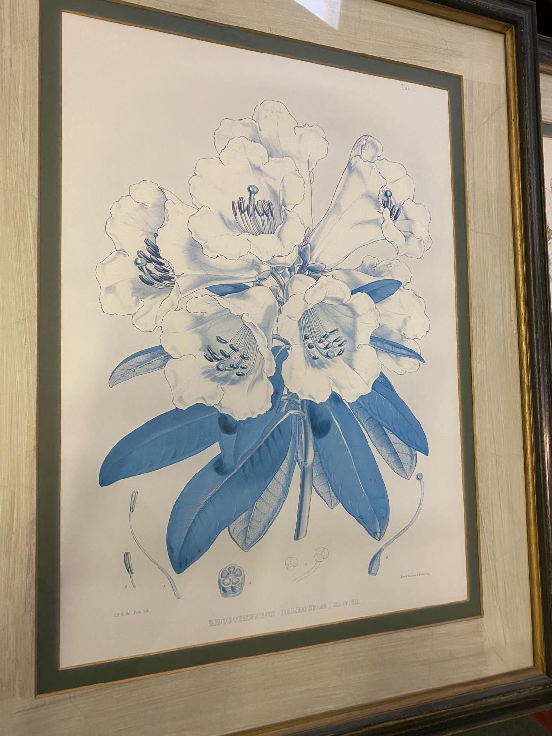 Pair of large Botanical Prints, Rhododendrons, framed and glazed, 95 x 76 including frames cm, faded - Image 3 of 12