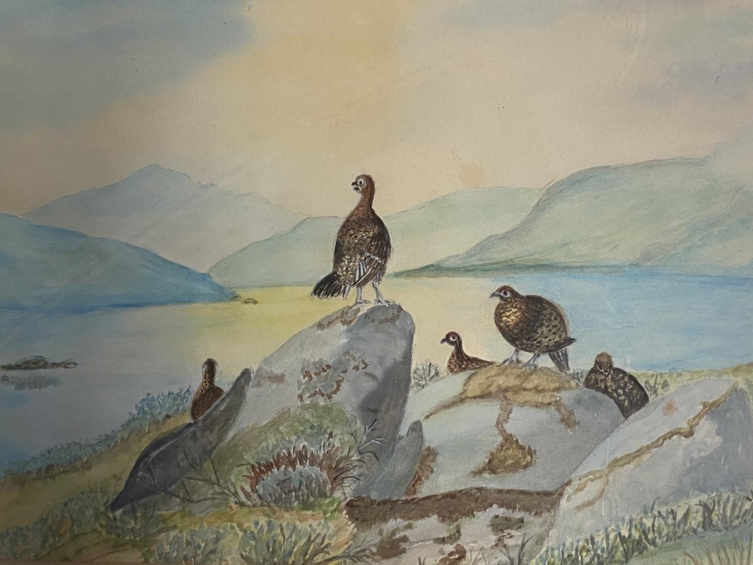 Two watercolours of grouse, one signed Roland Green - 23 x 32cm (condition ok), and signed Annis - Image 2 of 3