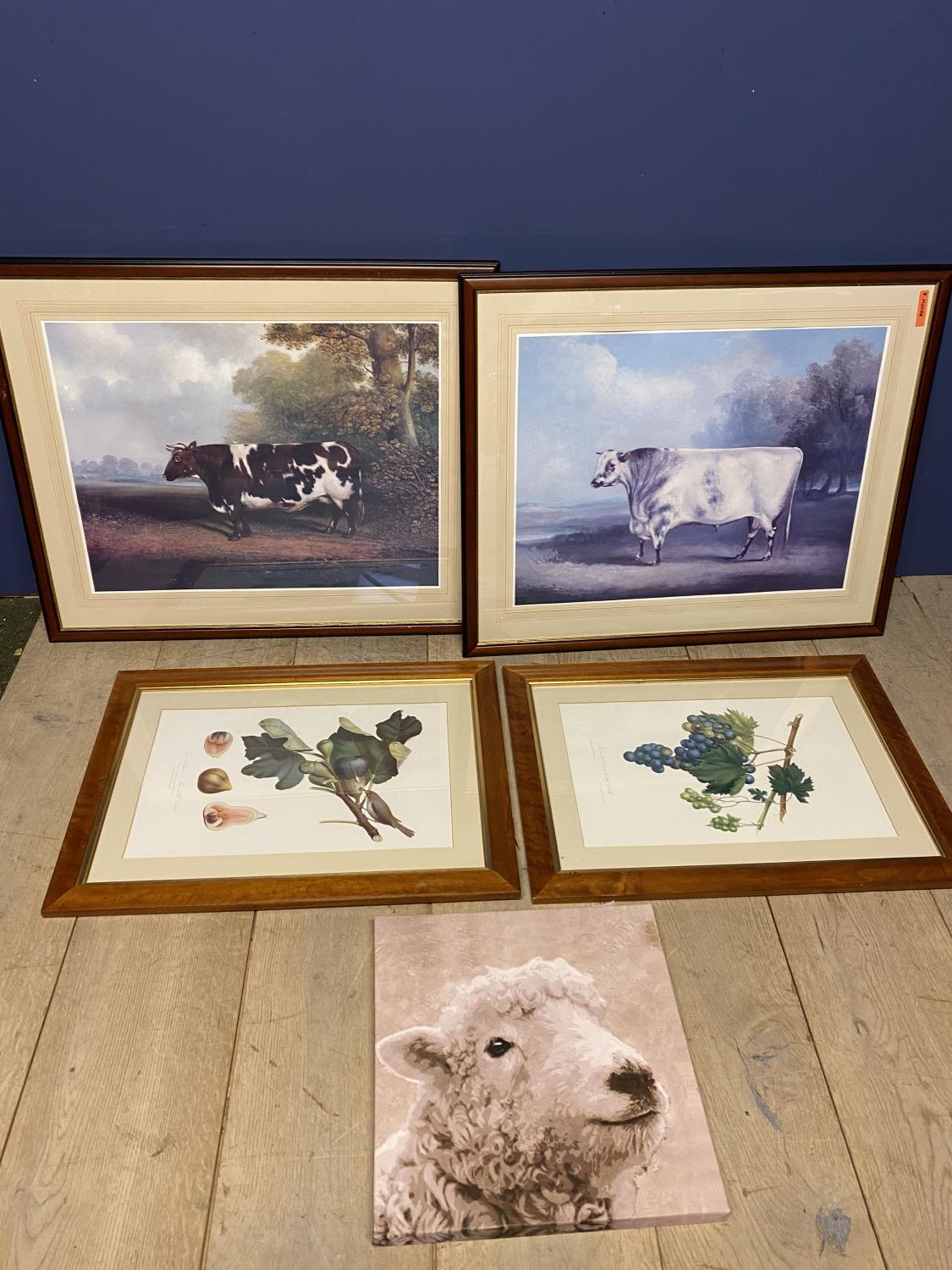 Pair framed and glazed modern coloured prints of an old short horn bull and a cow (overall 68 x 82