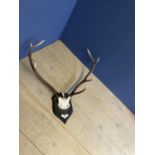 Antlers - mounted on shield