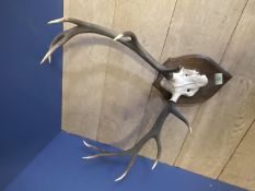 Antlers - mounted on shield