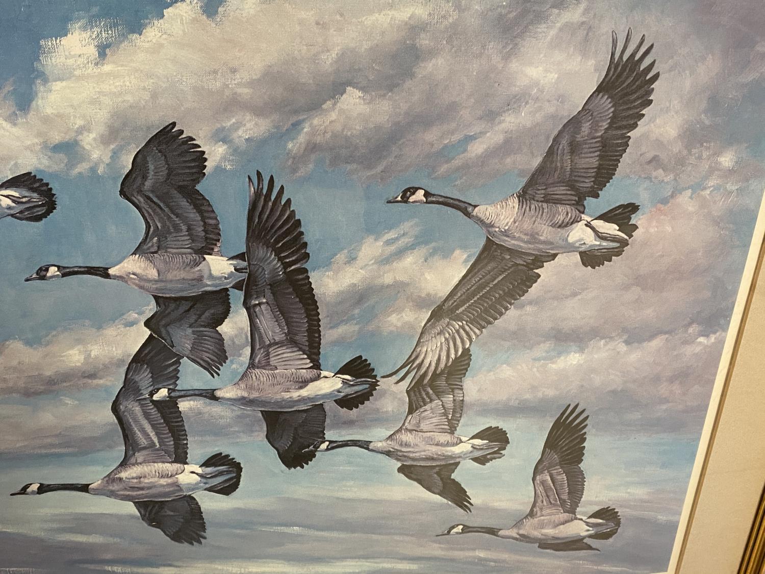 After Charles Schwartz coloured print "Canada Geese in flight" signed in pencil on mount 50 x 67 - Image 4 of 6