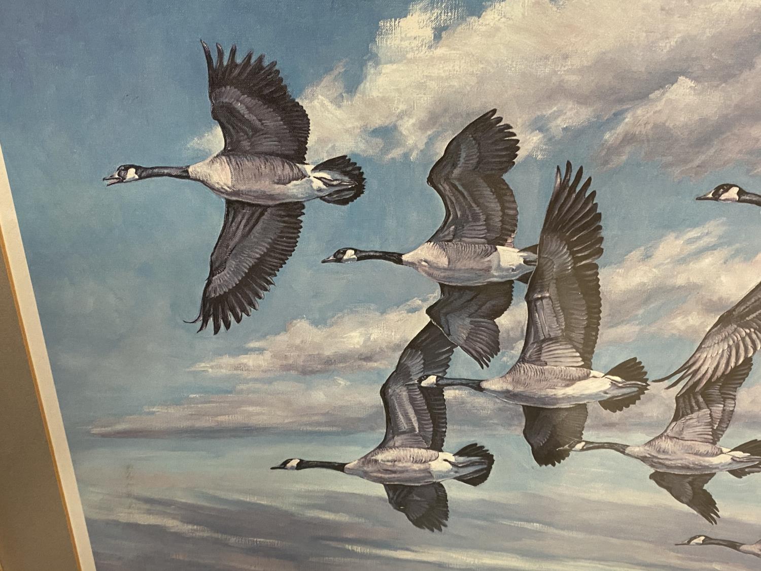 After Charles Schwartz coloured print "Canada Geese in flight" signed in pencil on mount 50 x 67 - Image 3 of 6