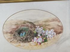 Watercolour of birds and eggs, oval, Framed and Glazed