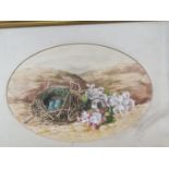 Watercolour of birds and eggs, oval, Framed and Glazed