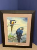 Ebonized framed oil painting study of a blue Macaws on tree bough signed 58 x 41