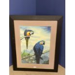 Ebonized framed oil painting study of a blue Macaws on tree bough signed 58 x 41