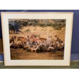 Large framed and glazed photograph of an African wild life scene "The Kill" (rare photograph of