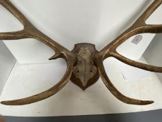 Taxidermy - Large set of deer antlers on oak shield, tip width 79cm