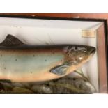 Taxidermy - Cased stuffed salmon in a naturalistic setting. Bears label inside "Salmon" Salmo