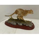 Border Fine Arts Cheetah