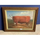 Oak framed oil painting study of a horned Hereford bull 31cm x 40cm