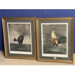 Reproduction prints of a pair of fighting cocks , "War & Peace", 51 x 39, framed and glazed