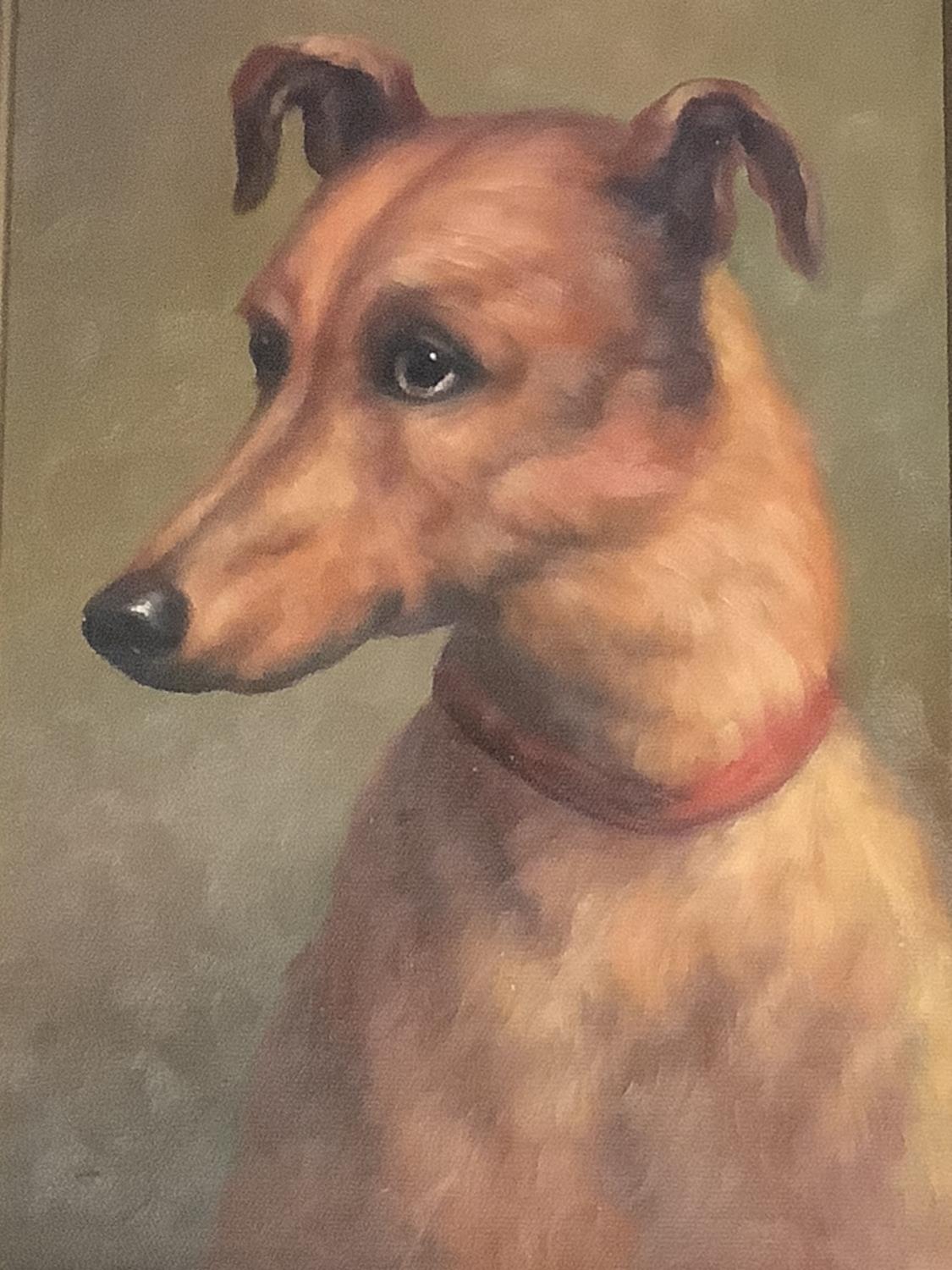 Framed oil painting study of a Lurcher dog 39cm x 25cm - Image 2 of 2