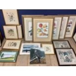 Quantity of decorative pictures and prints, of botanical and butterfly interest etc