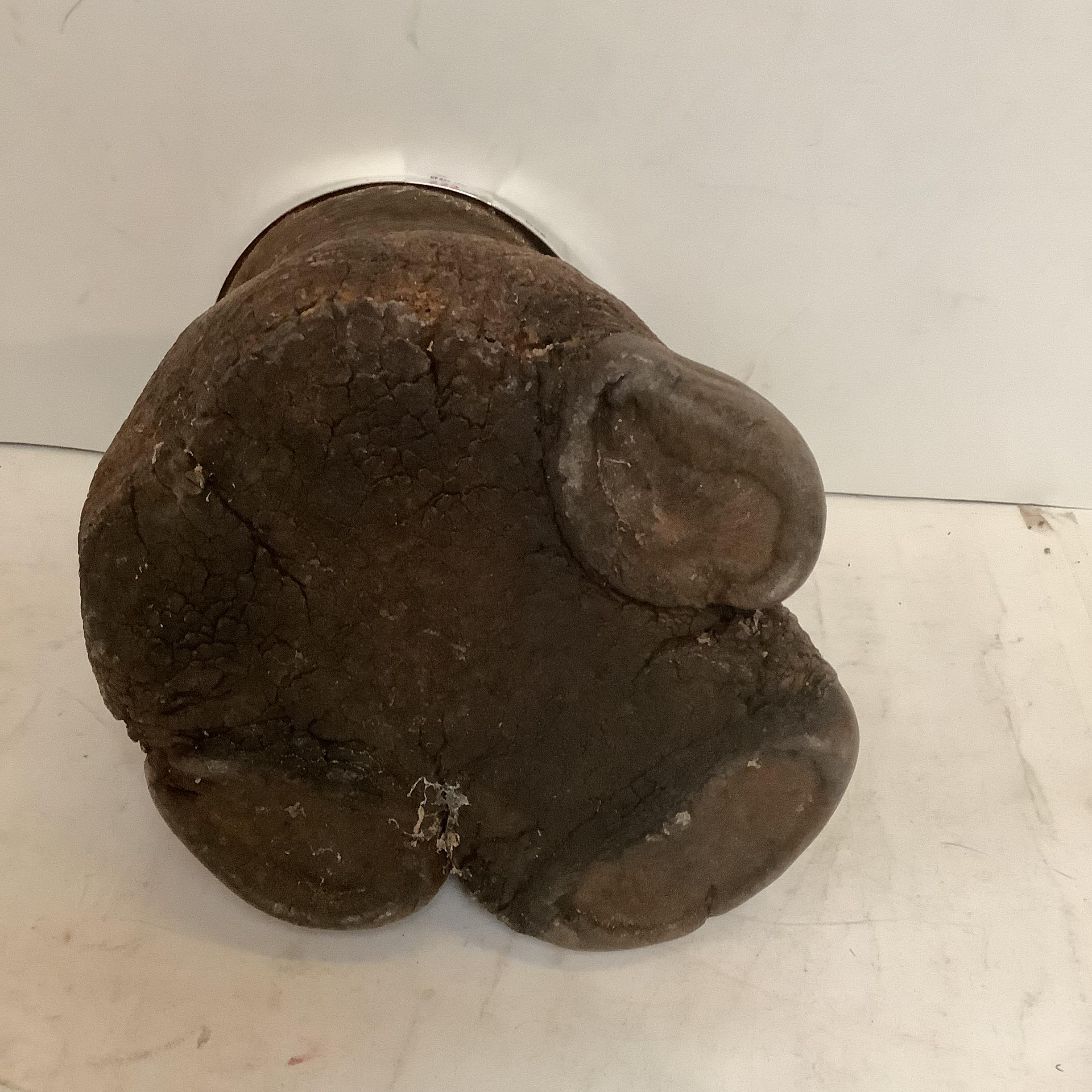 Taxidermy Rhino foot, converted to a stand, with silver hallmarked collar, engraved ATHI PLAINS - Image 5 of 6