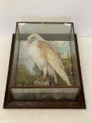 A cased taxidermy of an owl in naturalistic fauna