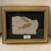 Framed and Glazed and mounted study of a Fossil