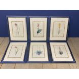 Set of 6 decorative blue painted framed and glazed botanical prints
