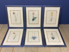 Set of 6 decorative blue painted framed and glazed botanical prints