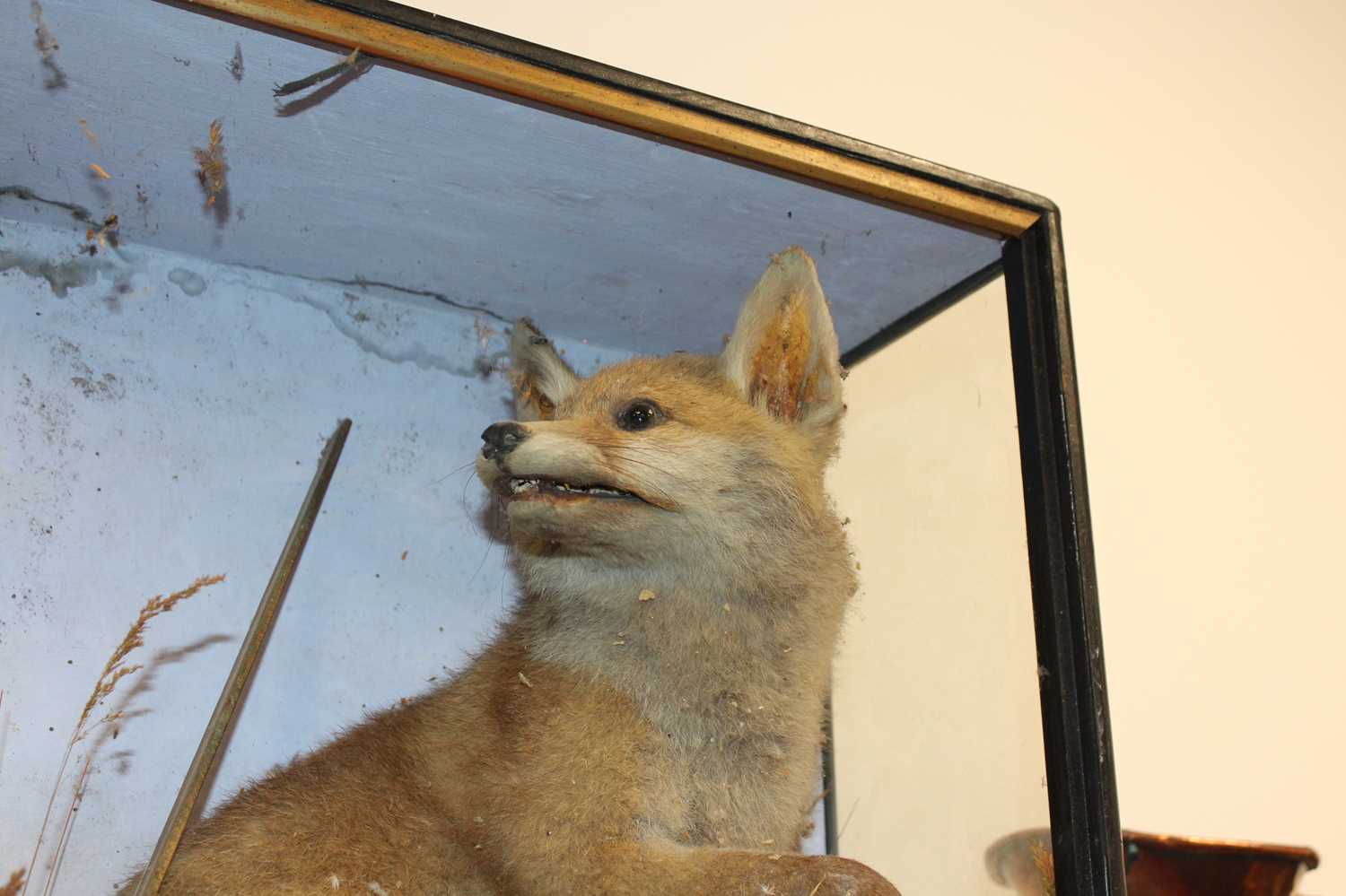 A Victorian taxidermy model of a fox with prey, in a naturalistic setting against a painted - Image 3 of 7