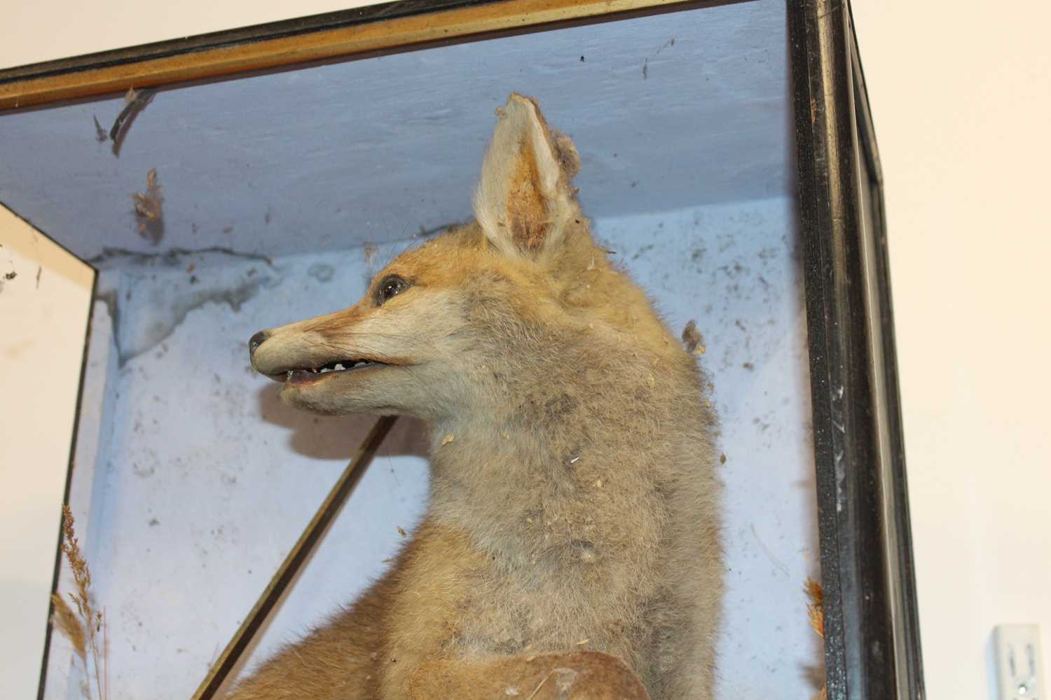 A Victorian taxidermy model of a fox with prey, in a naturalistic setting against a painted - Image 2 of 7