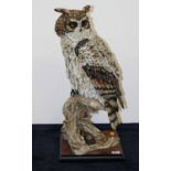 A large Giuseppe Armani Florence resin figure of an owl, entitled 'Wisdom', on a burr wood base,