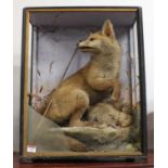 A Victorian taxidermy model of a fox with prey, in a naturalistic setting against a painted