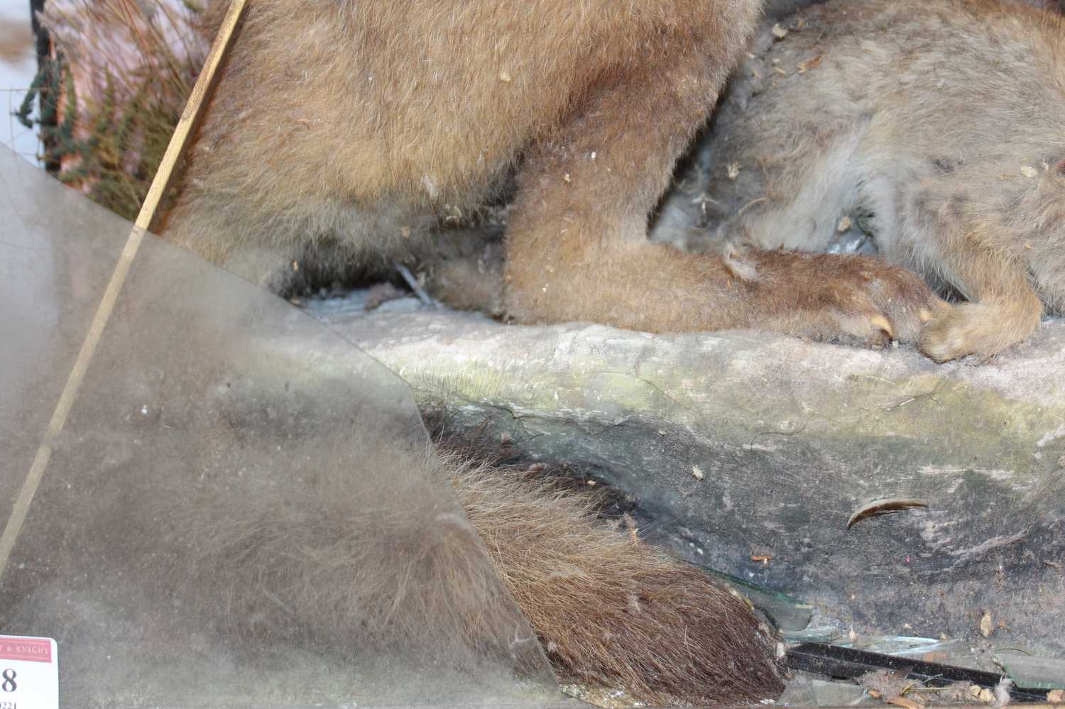 A Victorian taxidermy model of a fox with prey, in a naturalistic setting against a painted - Image 4 of 7