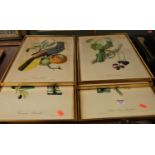 A set of six exotic bird prints, each 42x39cm, together with a watercolour of Polyphemus killing