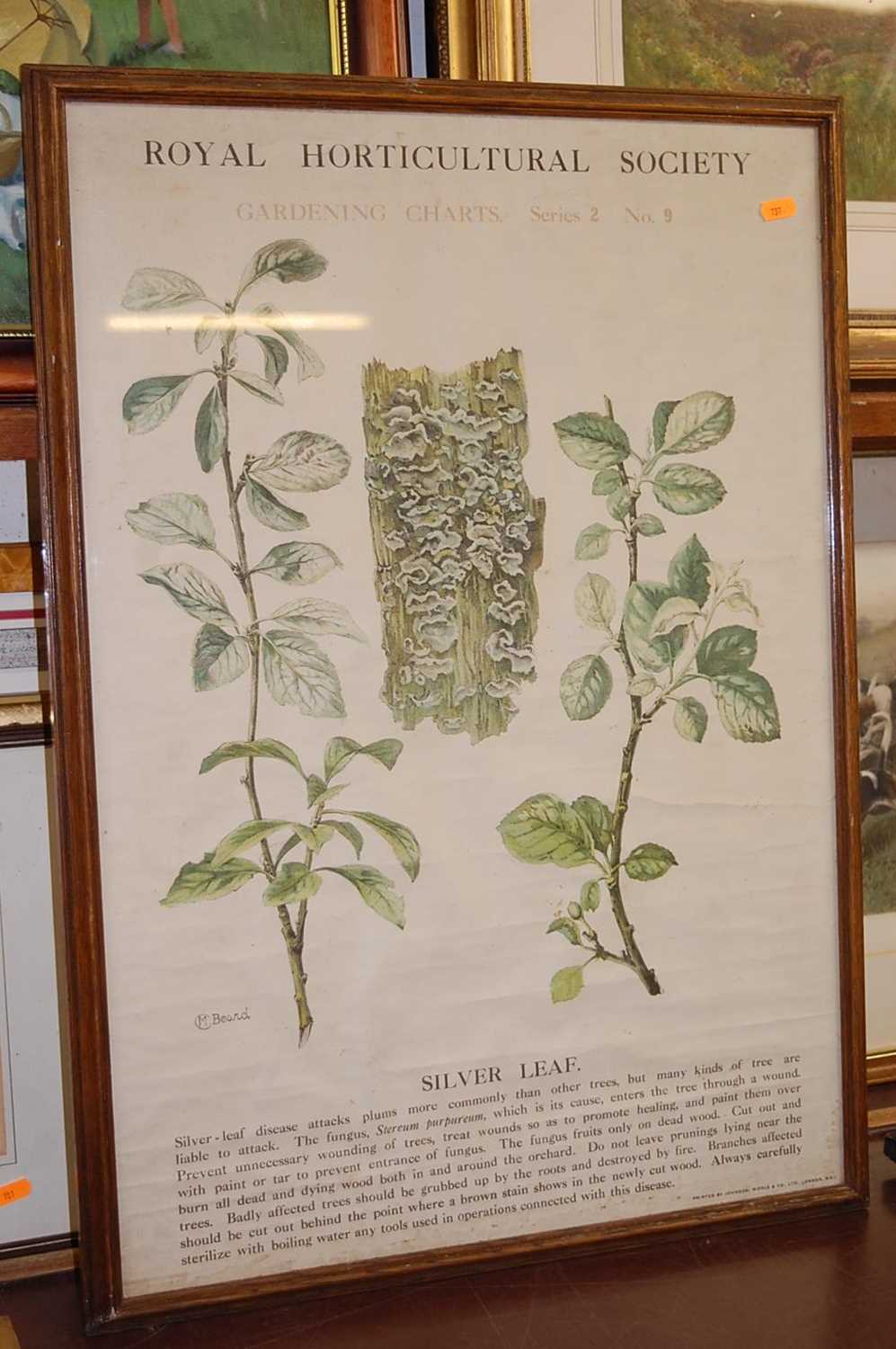 Royal Horticultural Society gardening charts, pair of poster prints printed by Johnson Riddell & - Image 3 of 3