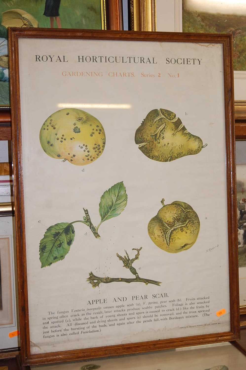 Royal Horticultural Society gardening charts, pair of poster prints printed by Johnson Riddell & - Image 2 of 3