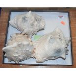 Three conch shellsCondition report: Shell bottom left appears OK, but the other two are damaged.