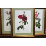 After Pierre Joseph Redouté (1759-1840) - Roses, a set of nine lithographs published London 1954, 35