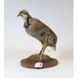 A 20th century taxidermy bird on circular plinth, h.25cm