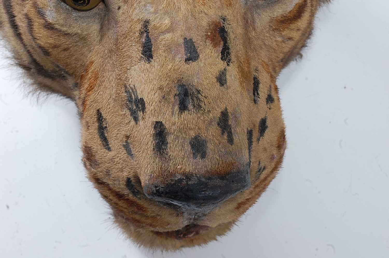 An early 20th century taxidermy Bengal Tiger (panthera tigris tigris), head mount with mouth - Image 5 of 32