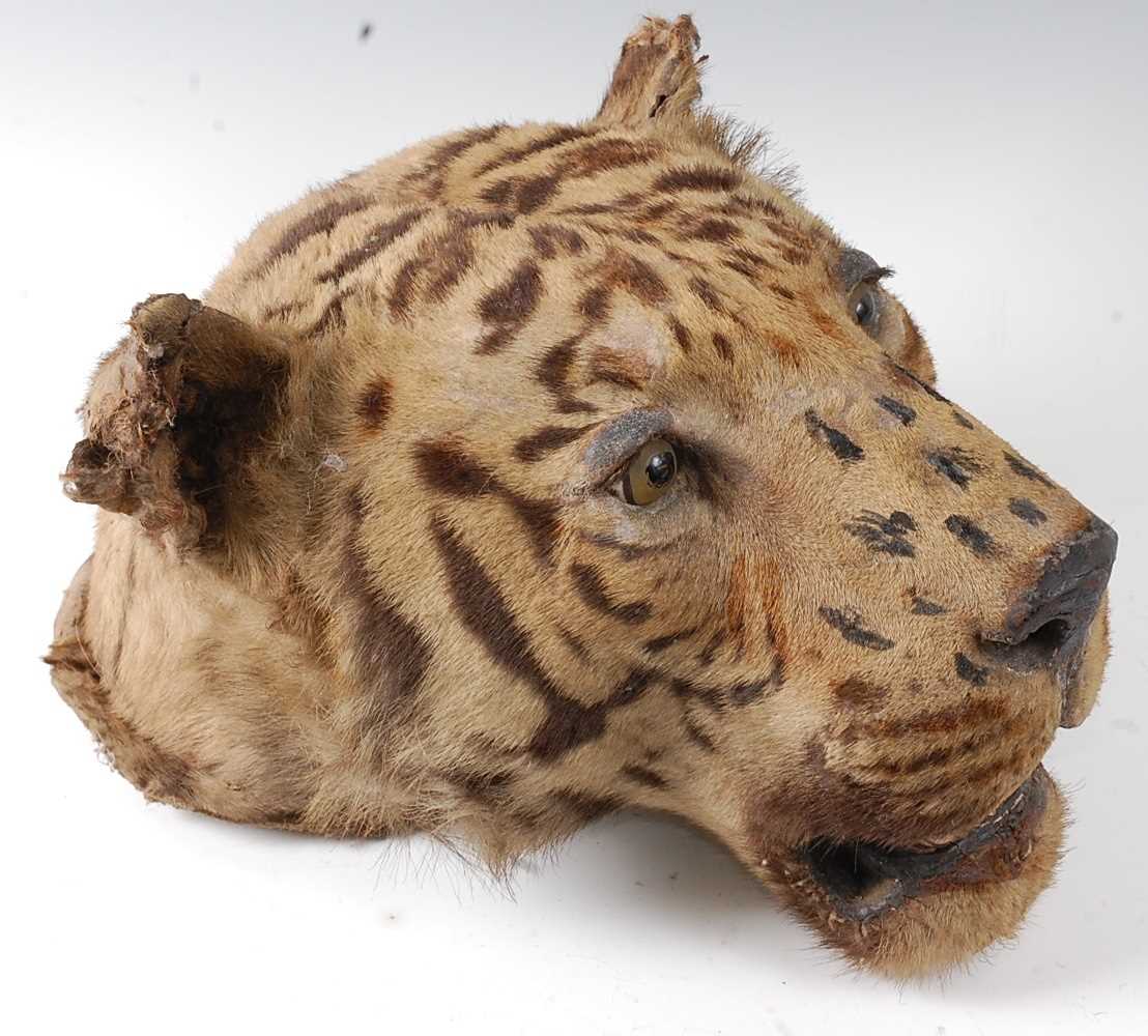 An early 20th century taxidermy Bengal Tiger (panthera tigris tigris), head mount with mouth - Image 3 of 32