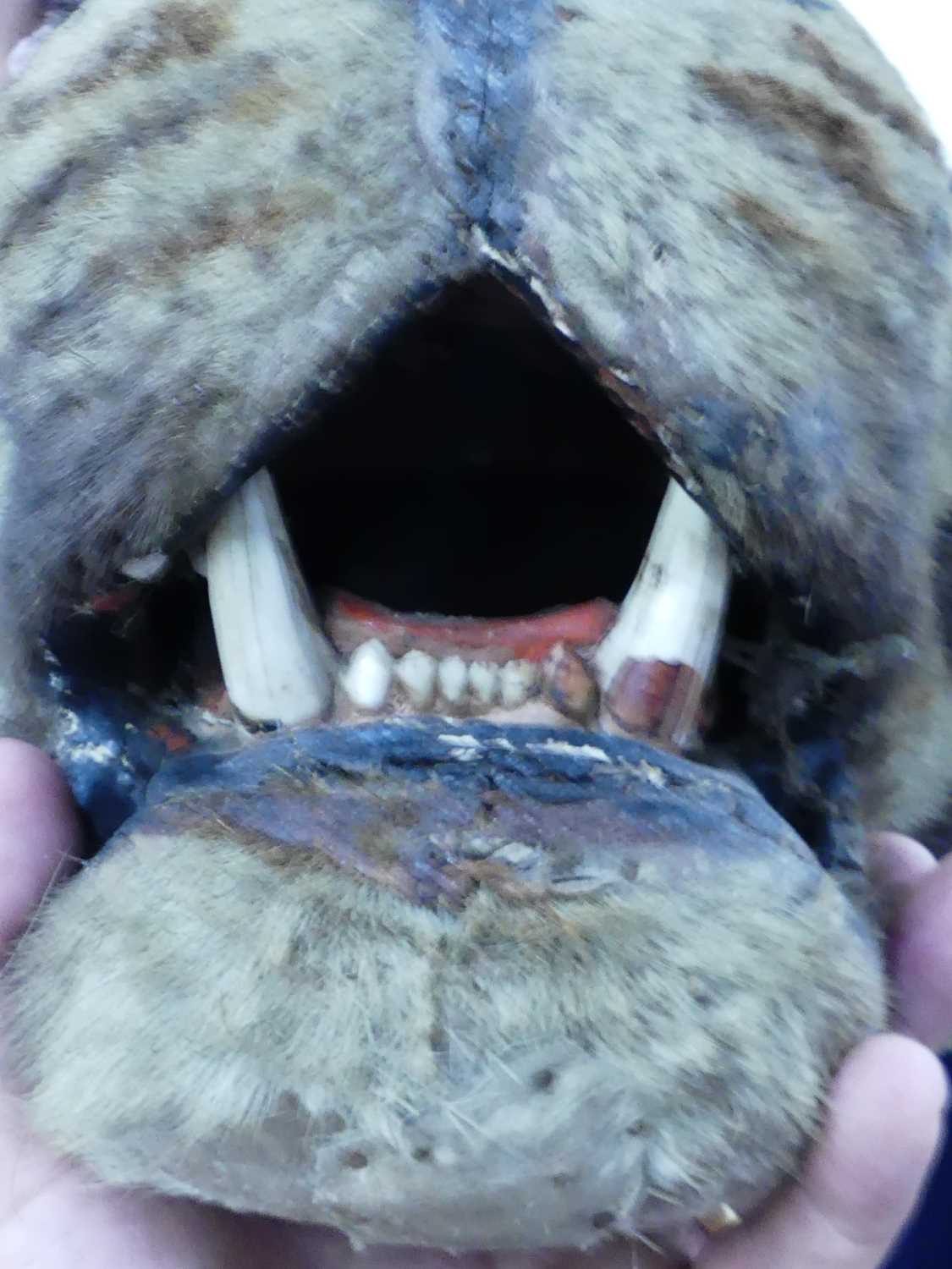 An early 20th century taxidermy Bengal Tiger (panthera tigris tigris), head mount with mouth - Image 18 of 32