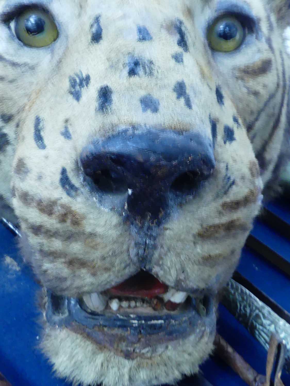 An early 20th century taxidermy Bengal Tiger (panthera tigris tigris), head mount with mouth - Image 23 of 32