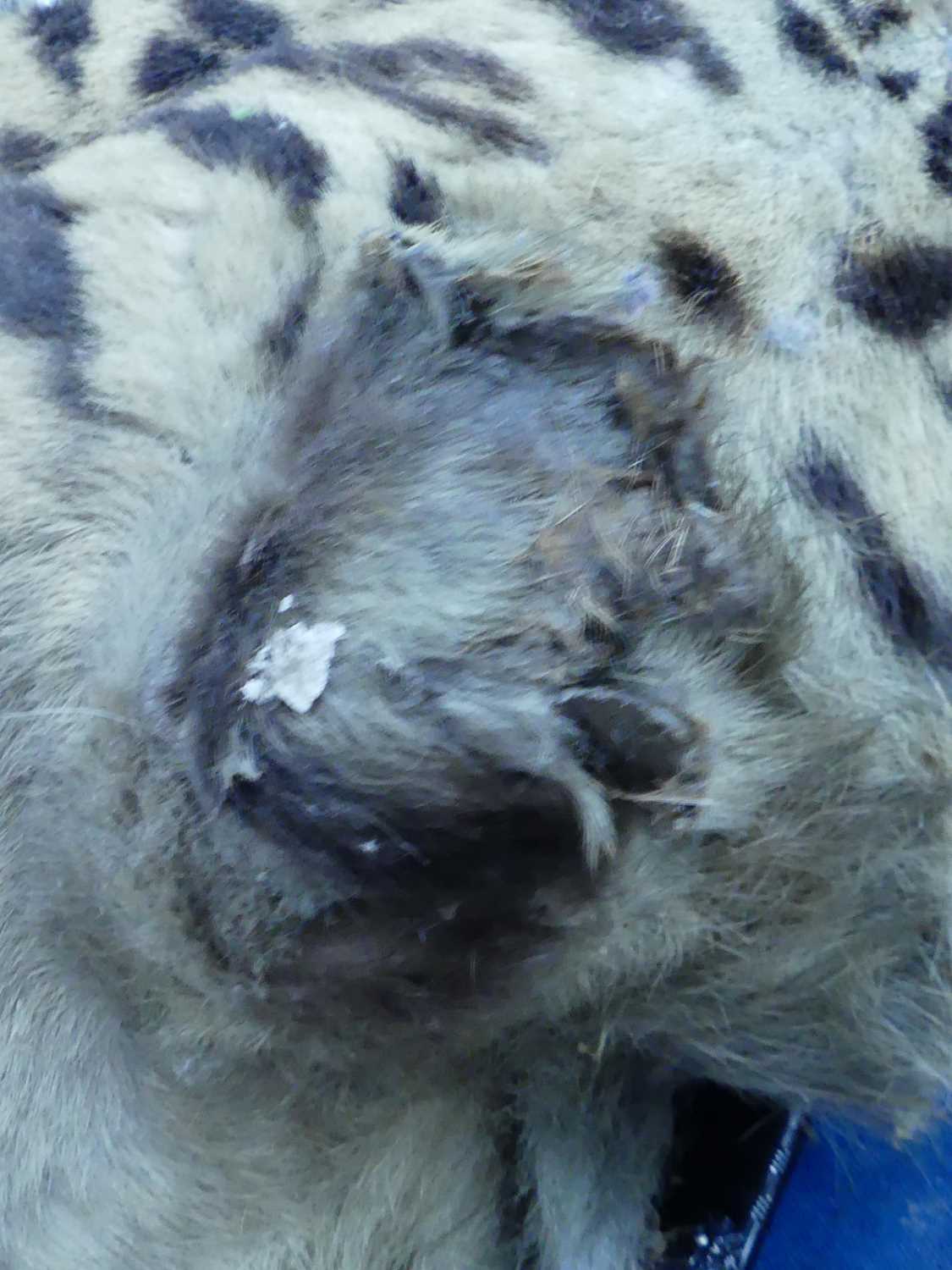 An early 20th century taxidermy Bengal Tiger (panthera tigris tigris), head mount with mouth - Image 27 of 32