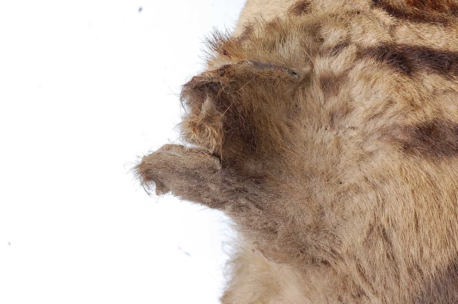 An early 20th century taxidermy Bengal Tiger (panthera tigris tigris), head mount with mouth - Image 9 of 32