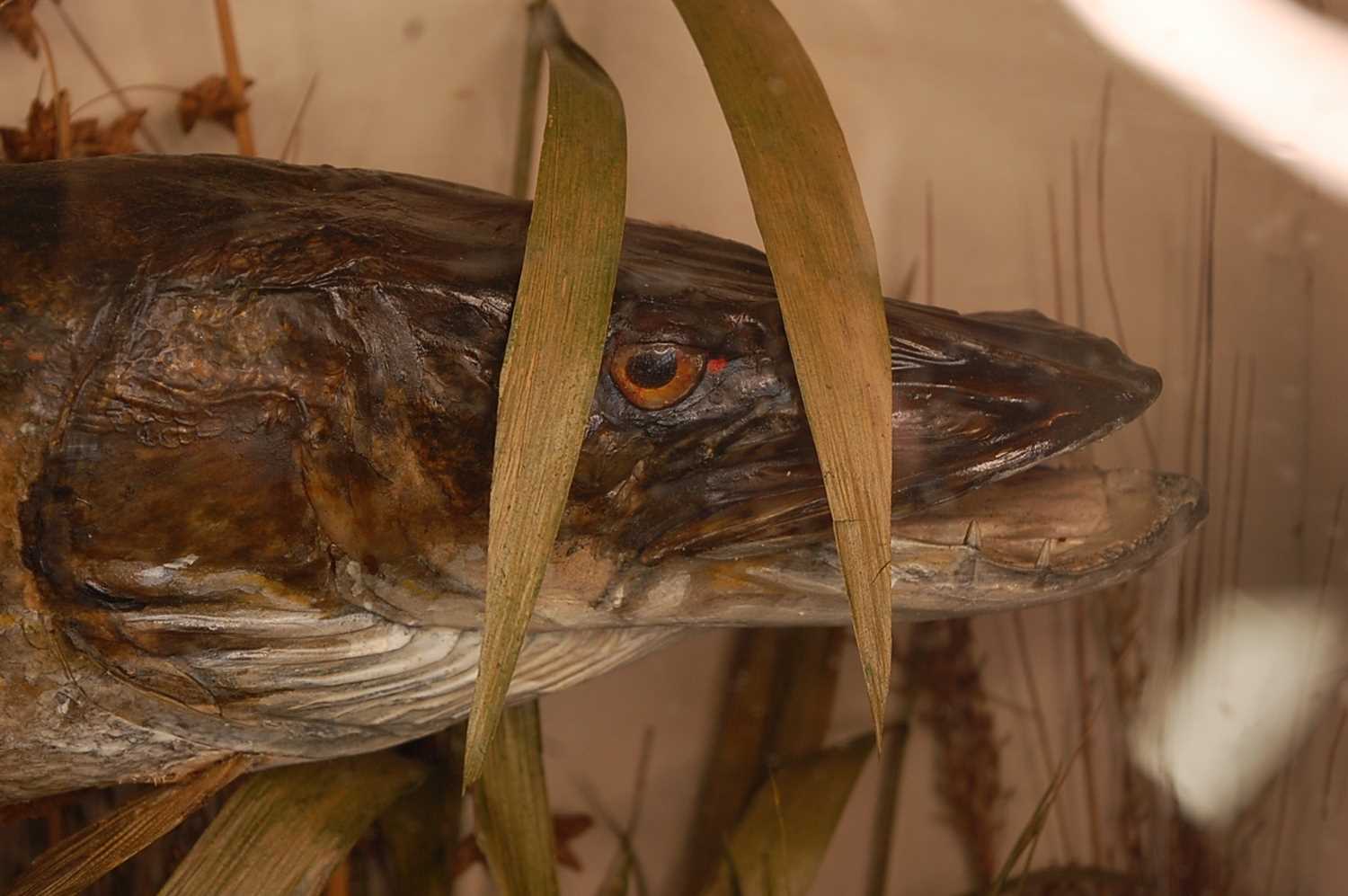 An early 20th century taxidermy pike (Esox lucius), mounted in a naturalistic setting within an - Image 2 of 8