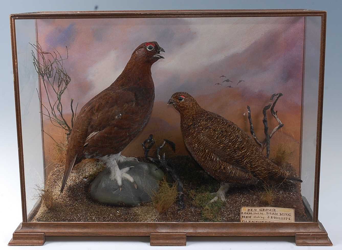 A brace of taxidermy Red Grouse (Lagopus lagopus scotica), cock and hen mounted in a naturalistic