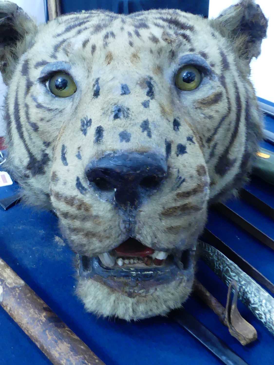 An early 20th century taxidermy Bengal Tiger (panthera tigris tigris), head mount with mouth - Image 22 of 32