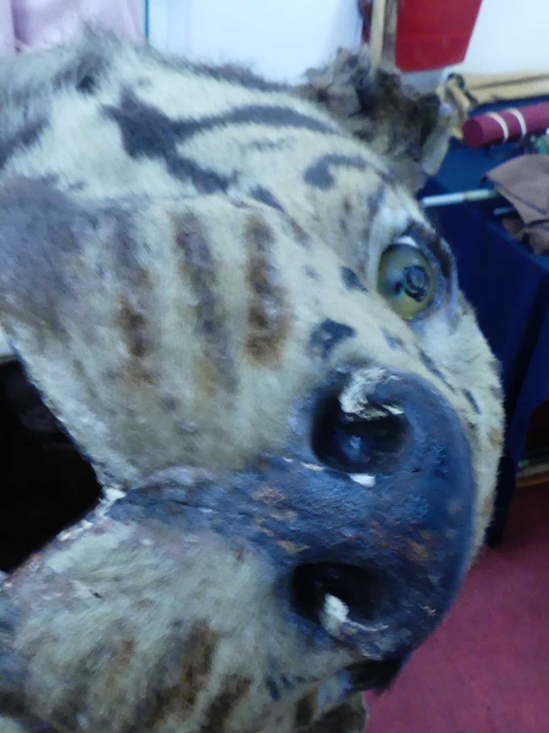 An early 20th century taxidermy Bengal Tiger (panthera tigris tigris), head mount with mouth - Image 19 of 32