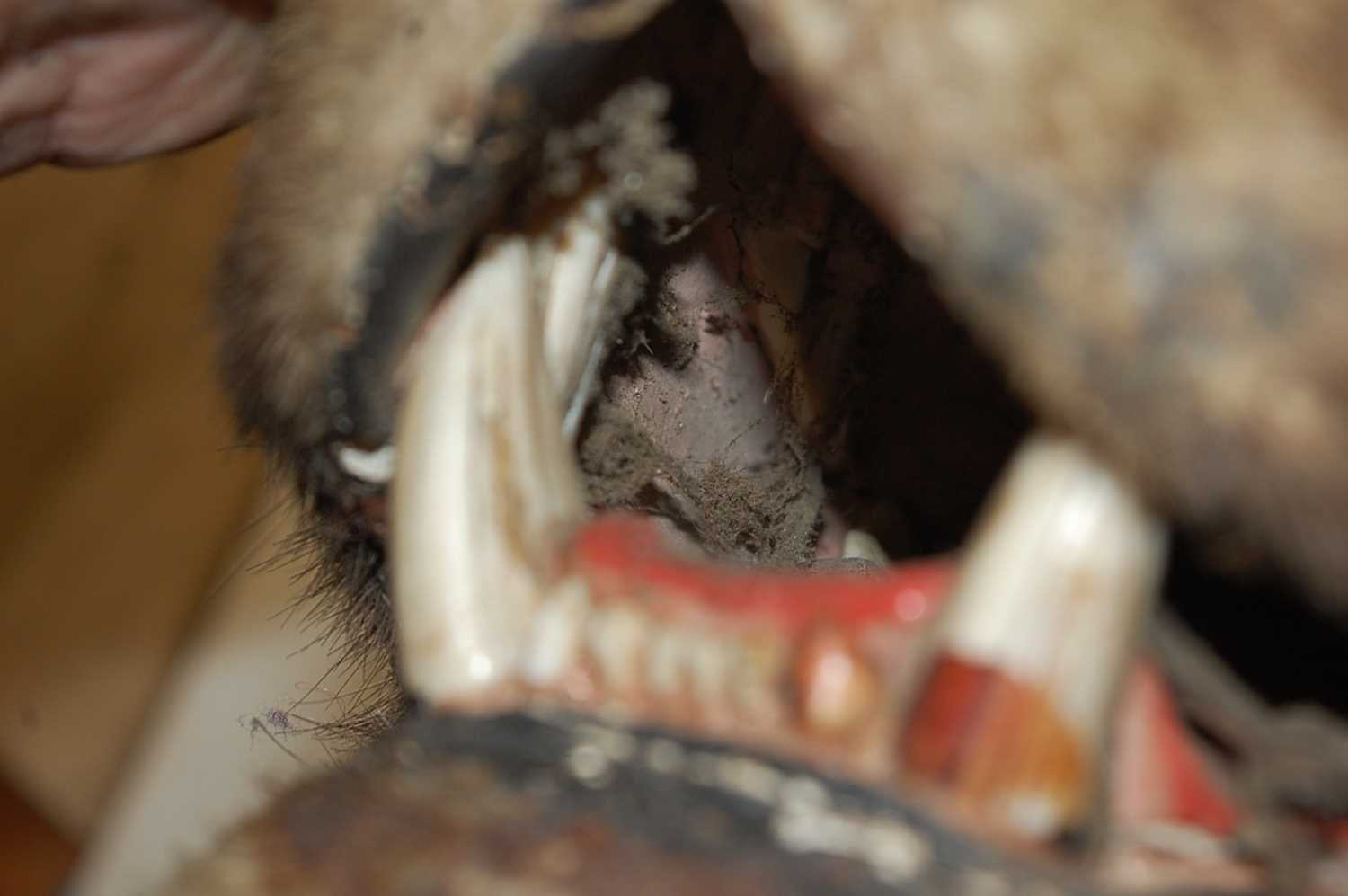 An early 20th century taxidermy Bengal Tiger (panthera tigris tigris), head mount with mouth - Image 11 of 32