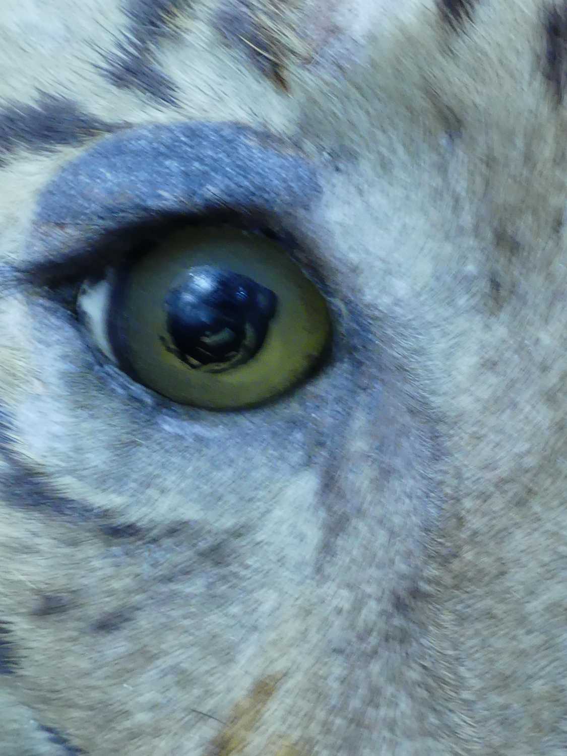 An early 20th century taxidermy Bengal Tiger (panthera tigris tigris), head mount with mouth - Image 24 of 32